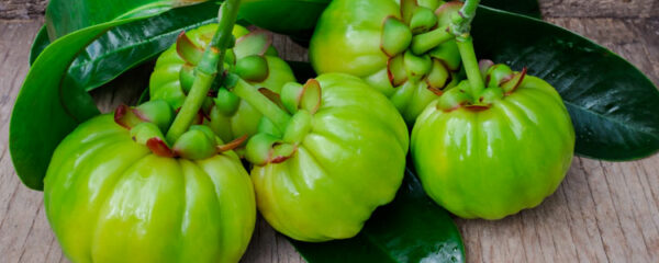 Garcinia Cambogia