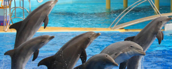 Un parc aquatique à Marineland