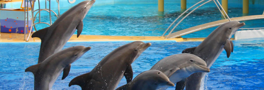 Un parc aquatique à Marineland